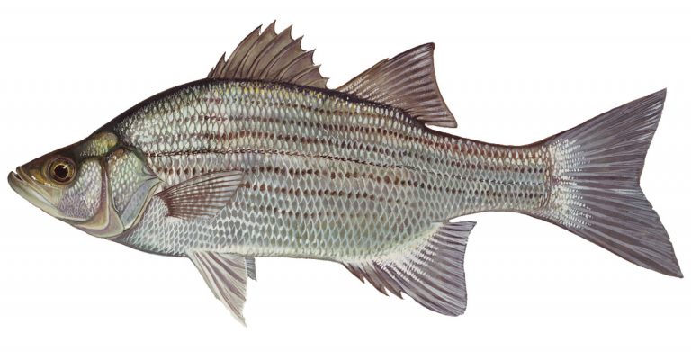 Bass (White) - Focus Fishing