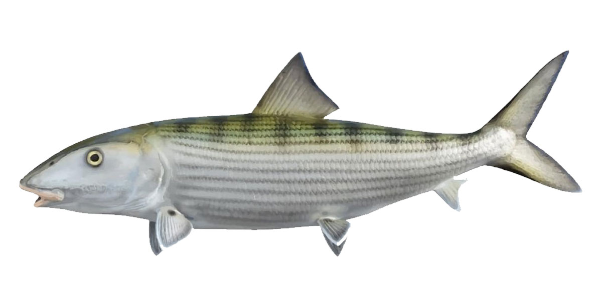 Bonefish - Focus Fishing