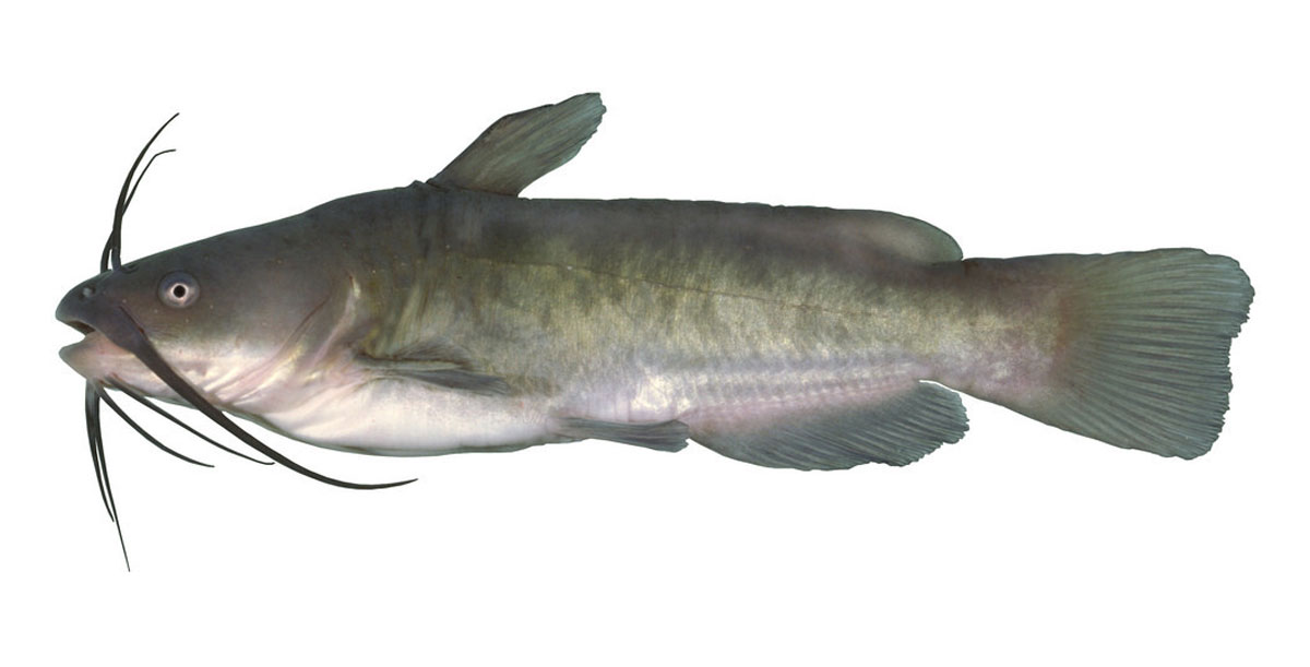 Bullhead - Focus Fishing