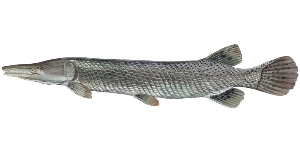 Alligator Gar