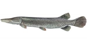 Alligator Gar