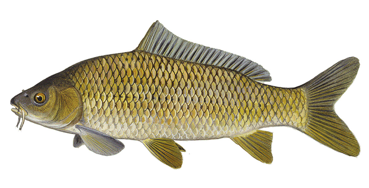 Carp - Focus Fishing