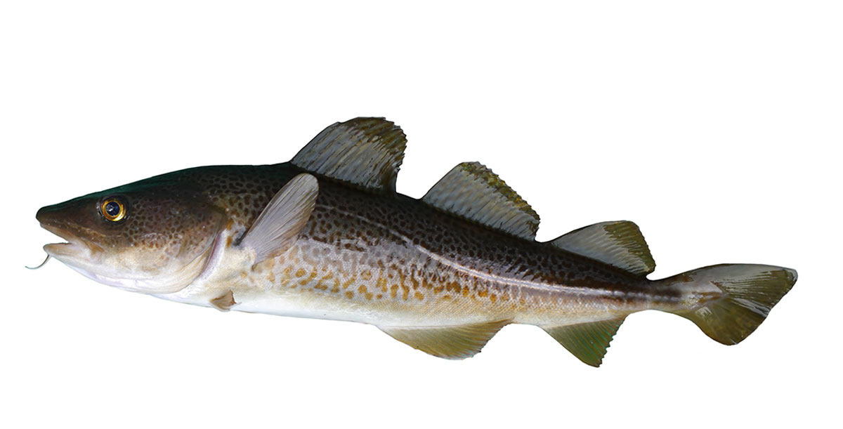 Western Cod Cod - Focus Fishing