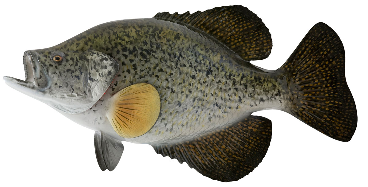 Crappie - Focus Fishing